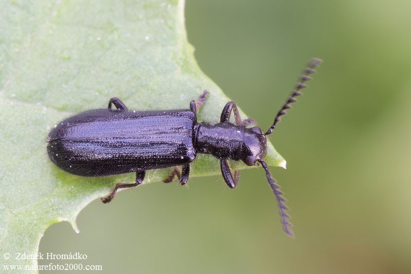 pestrokrovečník protáhlý, Tillus elongatus (Linnaeus, 1758) (Brouci, Coleoptera)